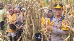 Polsek Rumpin Panen Jagung Hibrida 5.000 Meter Persegi, Dukung Ketahanan Pangan Asta Cita
